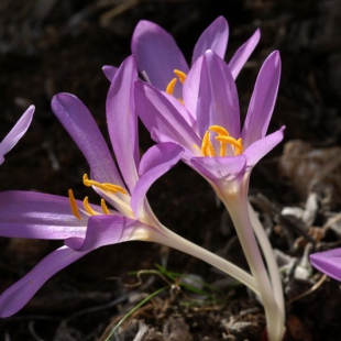 Colchicum sanguicolla